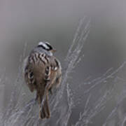 White-crowned Sparrow Poster