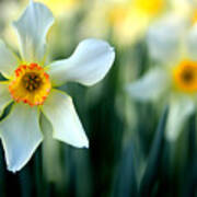 White Daffodil Poster