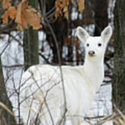 White Deer Vistor Poster