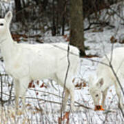 White Deer With Squash 4 Poster