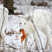 White Deer With Squash 5 Poster