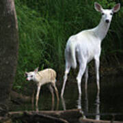 White Doe And Fawn Wading In Creek 4 Poster