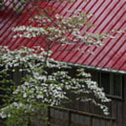 White Dogwood In The Rain Poster