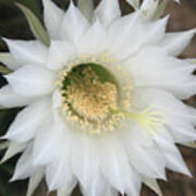White Easter Lily Cactus Poster