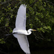White Egret In Flight-signed-#0716 Poster