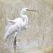 White Egret In The Marsh Poster