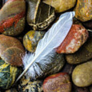 White Feather On River Stones Poster