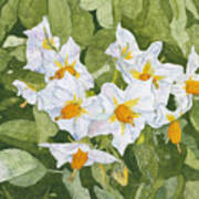 White Garden Blossoms Watercolor On Masa Paper Poster