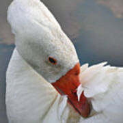 White Goose Poster