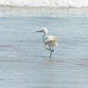 White Heron On The Beach Poster