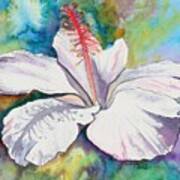 White Hibiscus Waimeae Poster