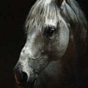White Horse Portrait Poster