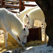 White Horses Feeding Poster