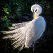 Egret In Wedding Feathers Poster