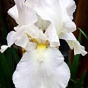 White Iris Delight Poster