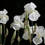 White Iris Flowers In The Garden Poster