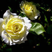 White Licorice Roses Poster