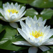 White Lotus Waterlilies Poster