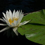 White Lotus Waterlily And Lily Pad Poster