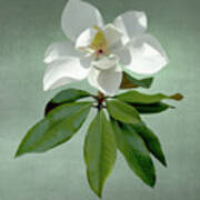White Magnolia Poster