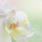 White Orchid Macro 24. Series Elegance Poster