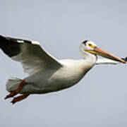 White Pelican 2016-2 Poster