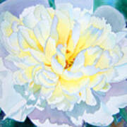 White Peony Poster