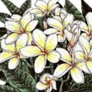 White Plumeria Flowers Poster