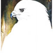 White Red-tail Poster