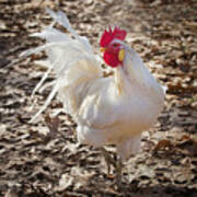 White Rooster In Fall Leaves Poster