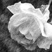 White Rose In Pencil Poster