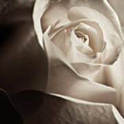 White Rose In Sepia 2 Poster