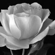 White Rose Poster