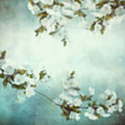 White Sakura Blossoms Poster