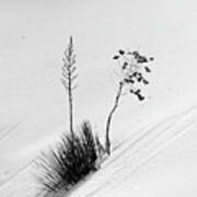 White Sands Yucca 5 Poster