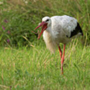 White Stork  Feeding Poster
