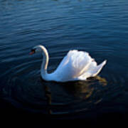 White Swan . Poster