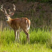 White Tail Buck Poster