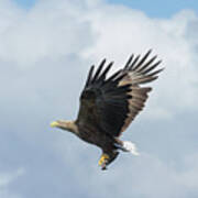 White-tailed Eagle With Fish Poster