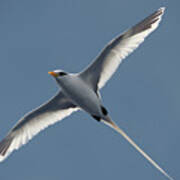 White-tailed Tropicbird Poster