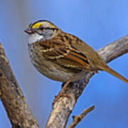 White Throat Poster