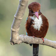 White-throated Kingfisher 01 Poster