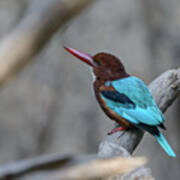 White-throated Kingfisher 02 Poster