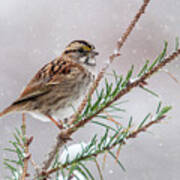 White Throated Sparrow Poster