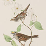 White Throated Sparrow Poster