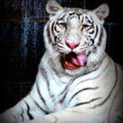 White Tiger Poster