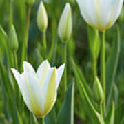 White Tulip Poster