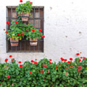 White Wall And Red Flowers Poster