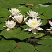 White Water Lilies Poster