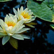 White Water Lilies Poster